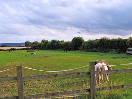 Horses around our pod