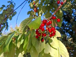 Lush cherries