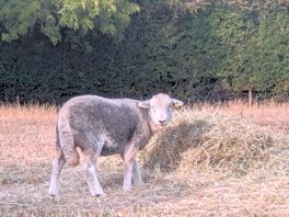 Sheep feeding