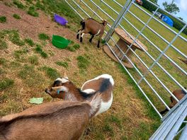 The goats.