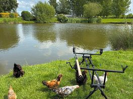 Feeding the hens and banties