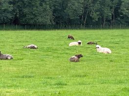 Say hello to the sheep!