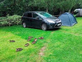 Friendly visitors