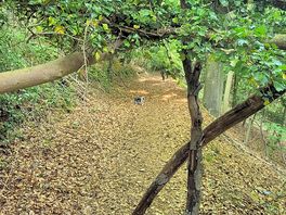 Woodland walks
