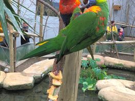 Zoo guests!