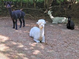 Alpacas chilling