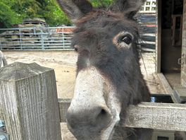 Friendly donkey