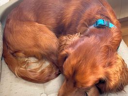 Back at site with tired dogs