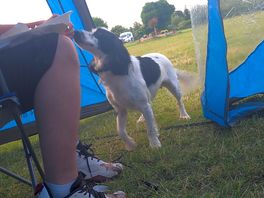 A lovely friendly dog