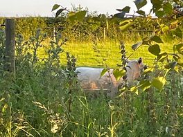 Sheep next door 🥰