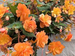 Flowers at local pub