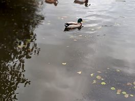 Lots of wildlife