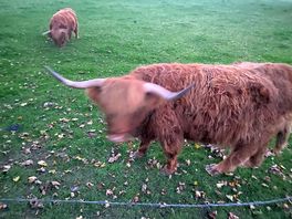 Next door neighbours