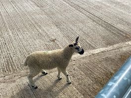 Lambs