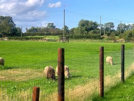Sheep