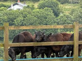 Early morning visit from the neighbours.