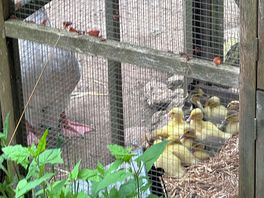 Mother goose and baby ducks. i know, work that out 😁😜👍