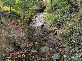 Forest walk