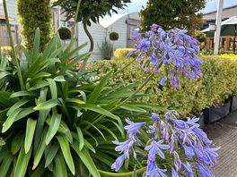The terrace to potting shed