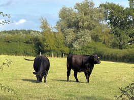 Beautiful cows happily grazing in the field next door