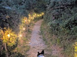 Lights