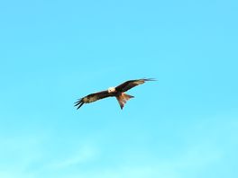 Red kites