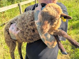Baby lamb