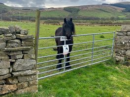 Friendly horse near by!