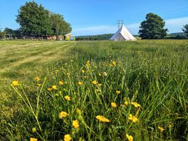 Beautiful meadow