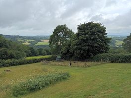 Chickens and view