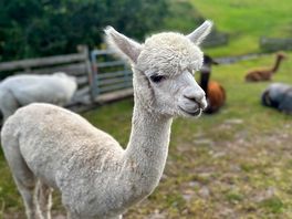 Friendly alpaca