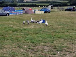 These are so funny to watch, but dont chase them or they'll chase you 😂