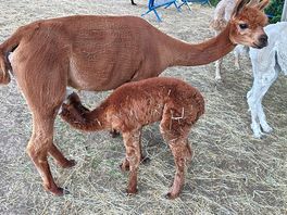 Resident alpacas