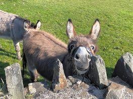 Donkeys