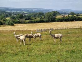 Alpacas