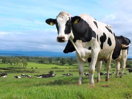 Dairy cows