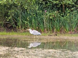 Heron spotted at camp lakeside