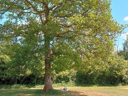 Tree on site