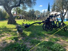 Cooling off under an old olive tree
