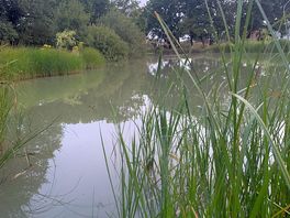Pond view