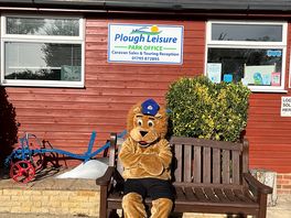 Creasy lion relaxing in the sun