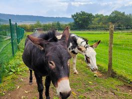 Beautiful donkeys on site