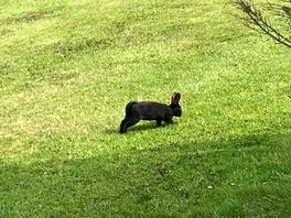 Little black bunny