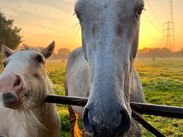 Friendly horses