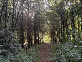 The dog trail on site