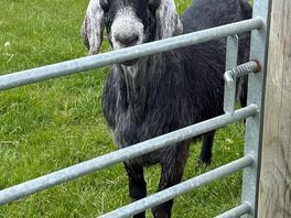 A very friendly goat!