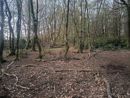 The forest