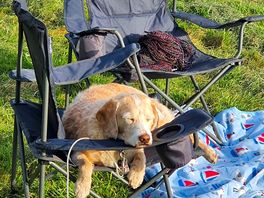 One happy dog!