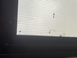 Finestre dei bagni con ragnatele e ragno, questa è la pulizia che viene eseguita 😒