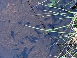 Tadpoles in the water on campsite